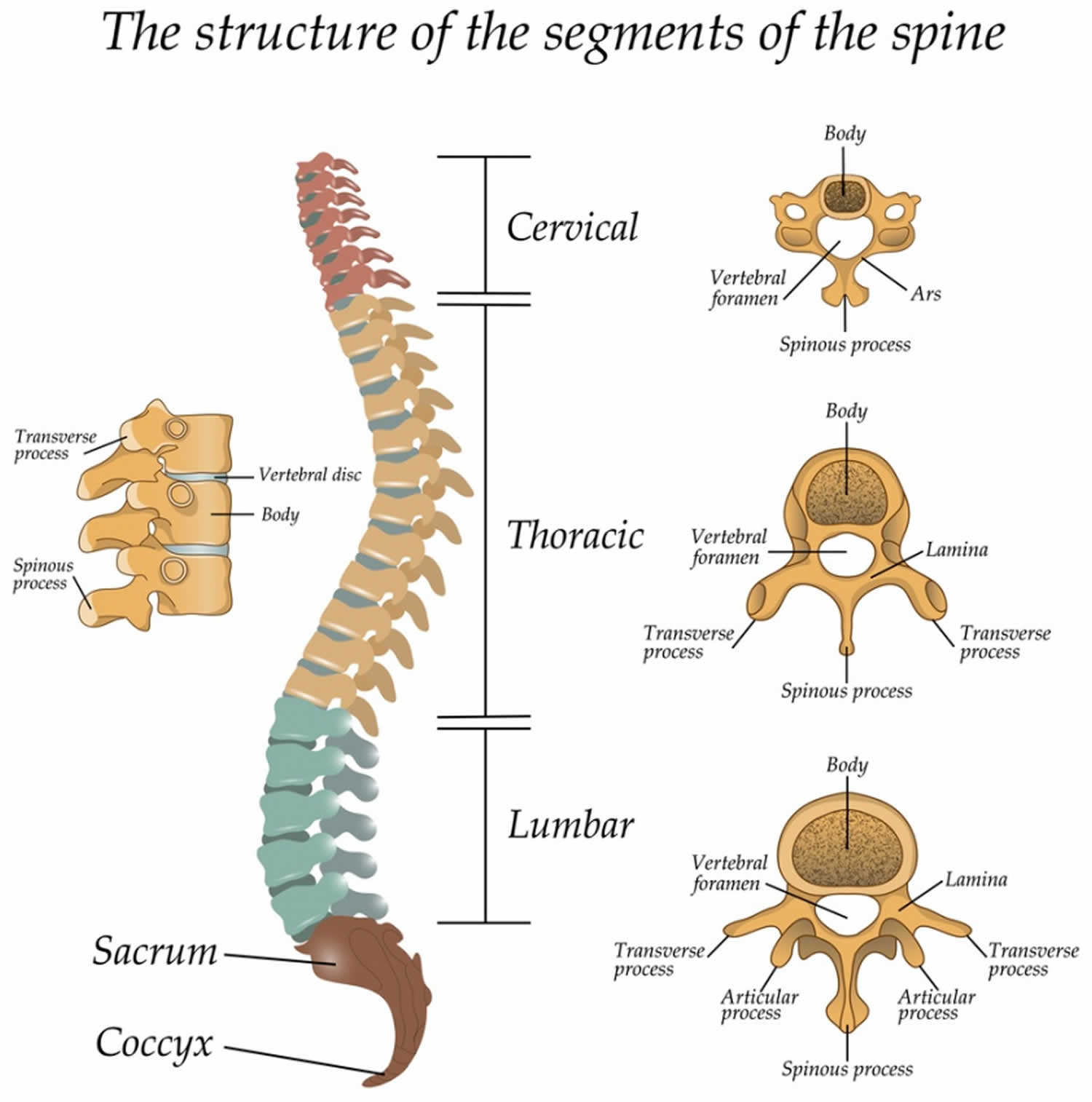 Diagram Of Thoracic Spine