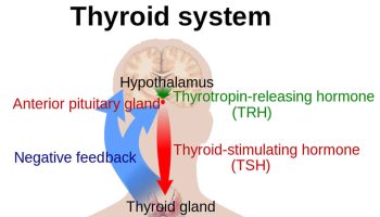 Thyrotropin