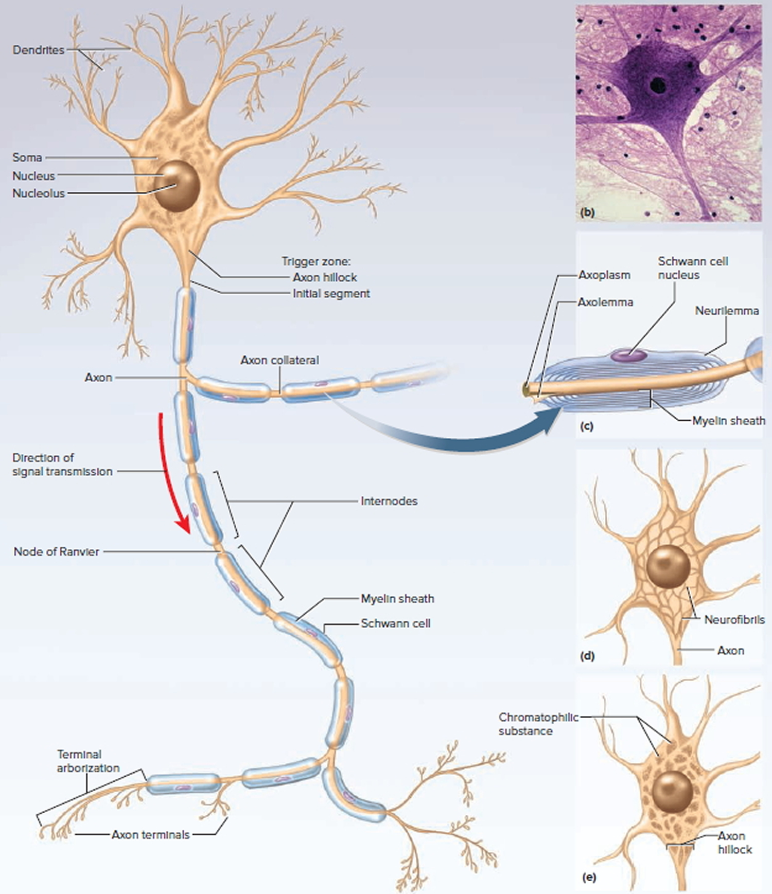 Neuron Diagram And Functions