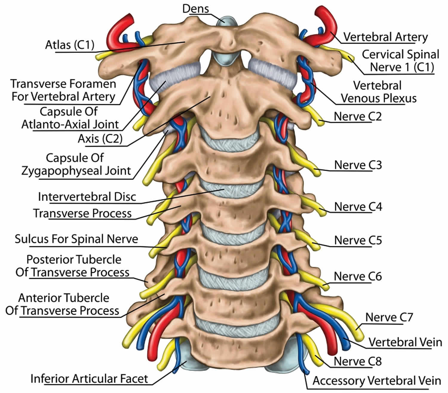 Cervical Spine Diagram Labeled