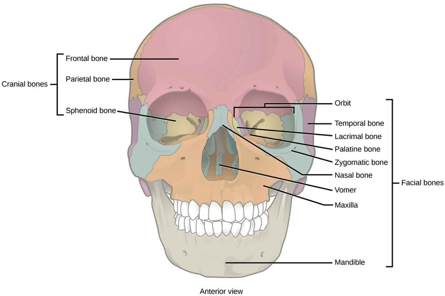 Facial fractures causes, types, symptoms, diagnosis, treatment & recovery