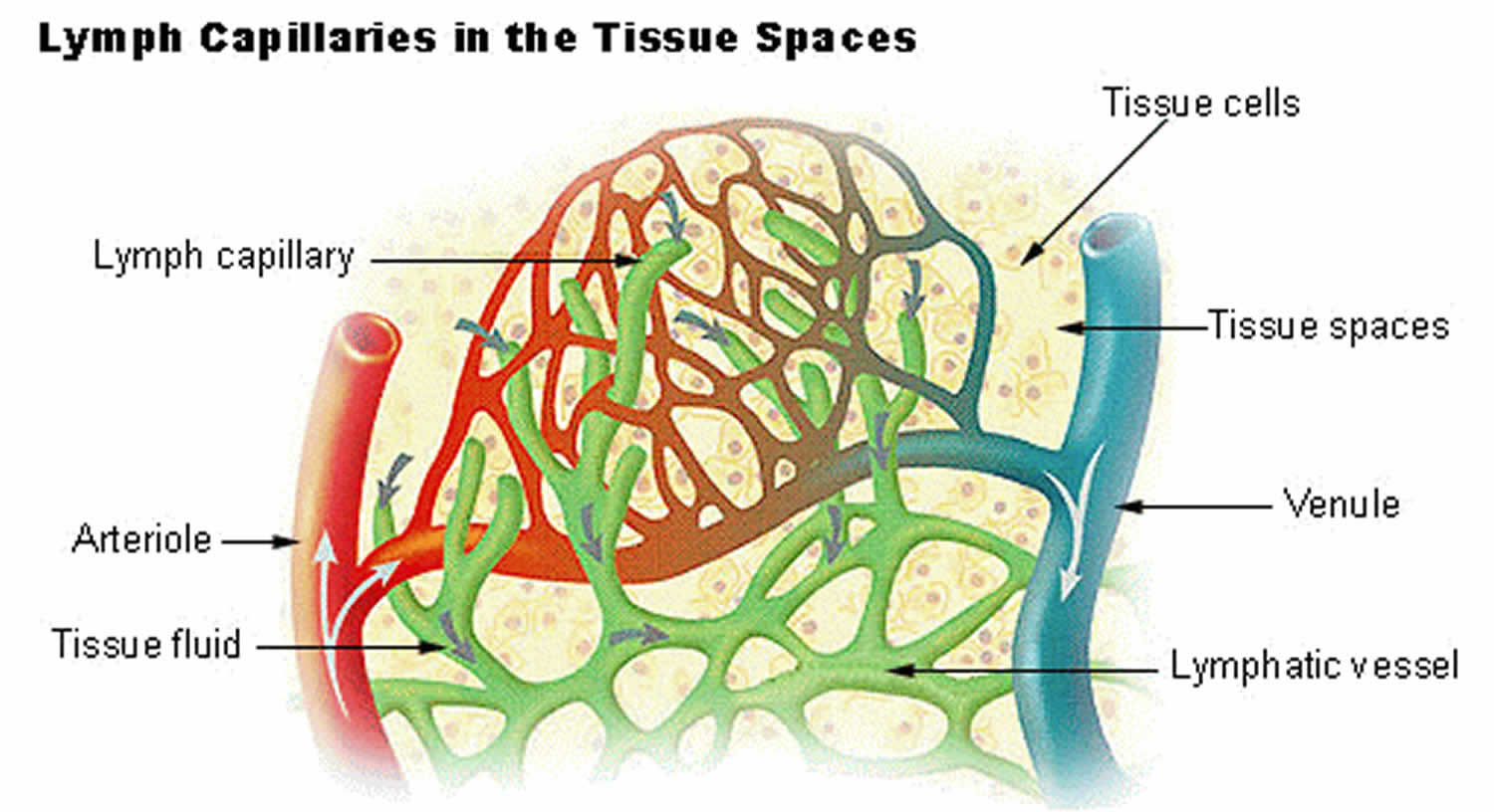 Lymphatic System Capillaries