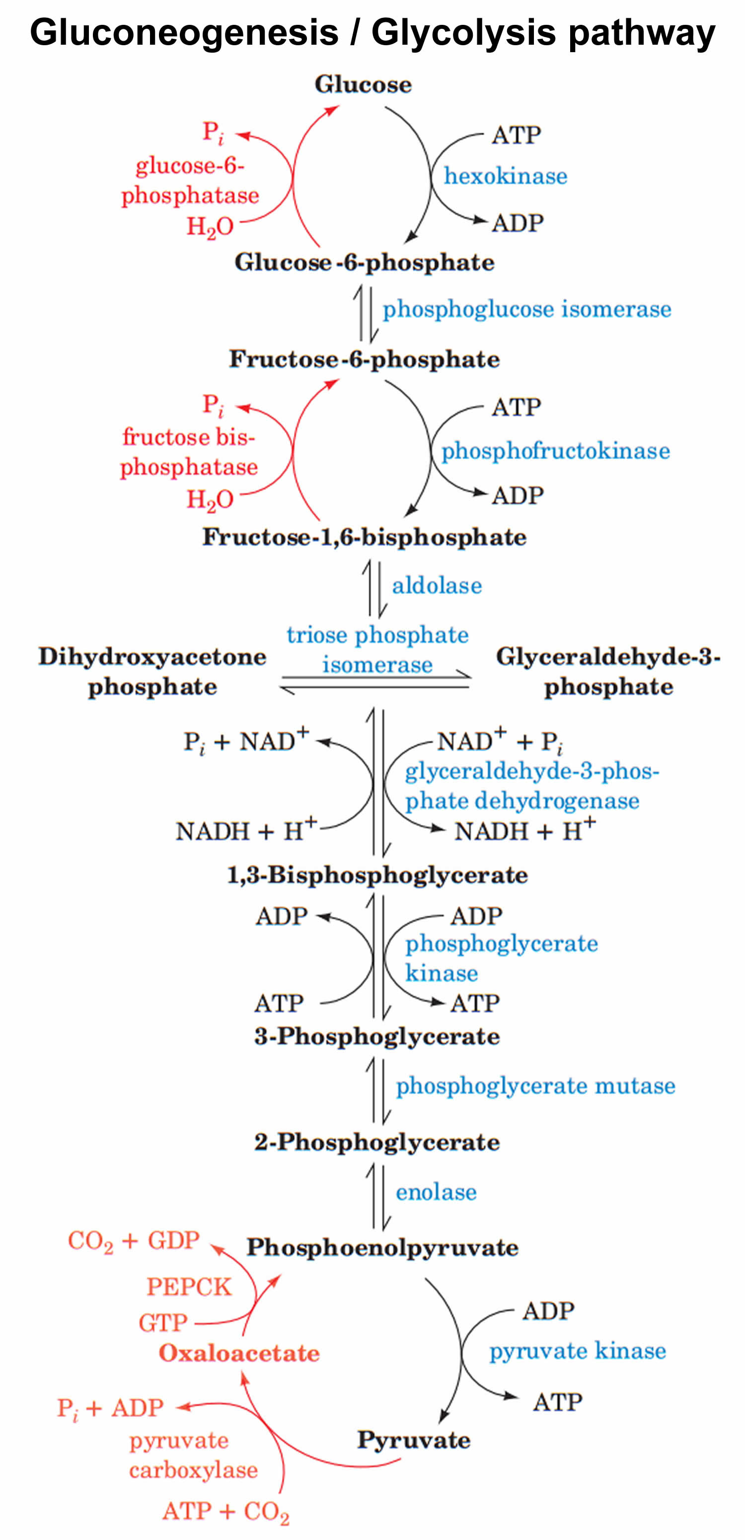 Gluconeogenesis Simple Pathway