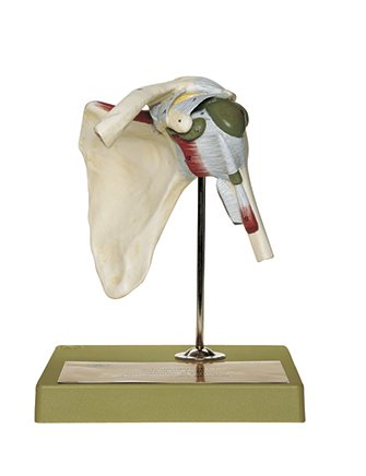 Shoulder Joint — Health Simulation