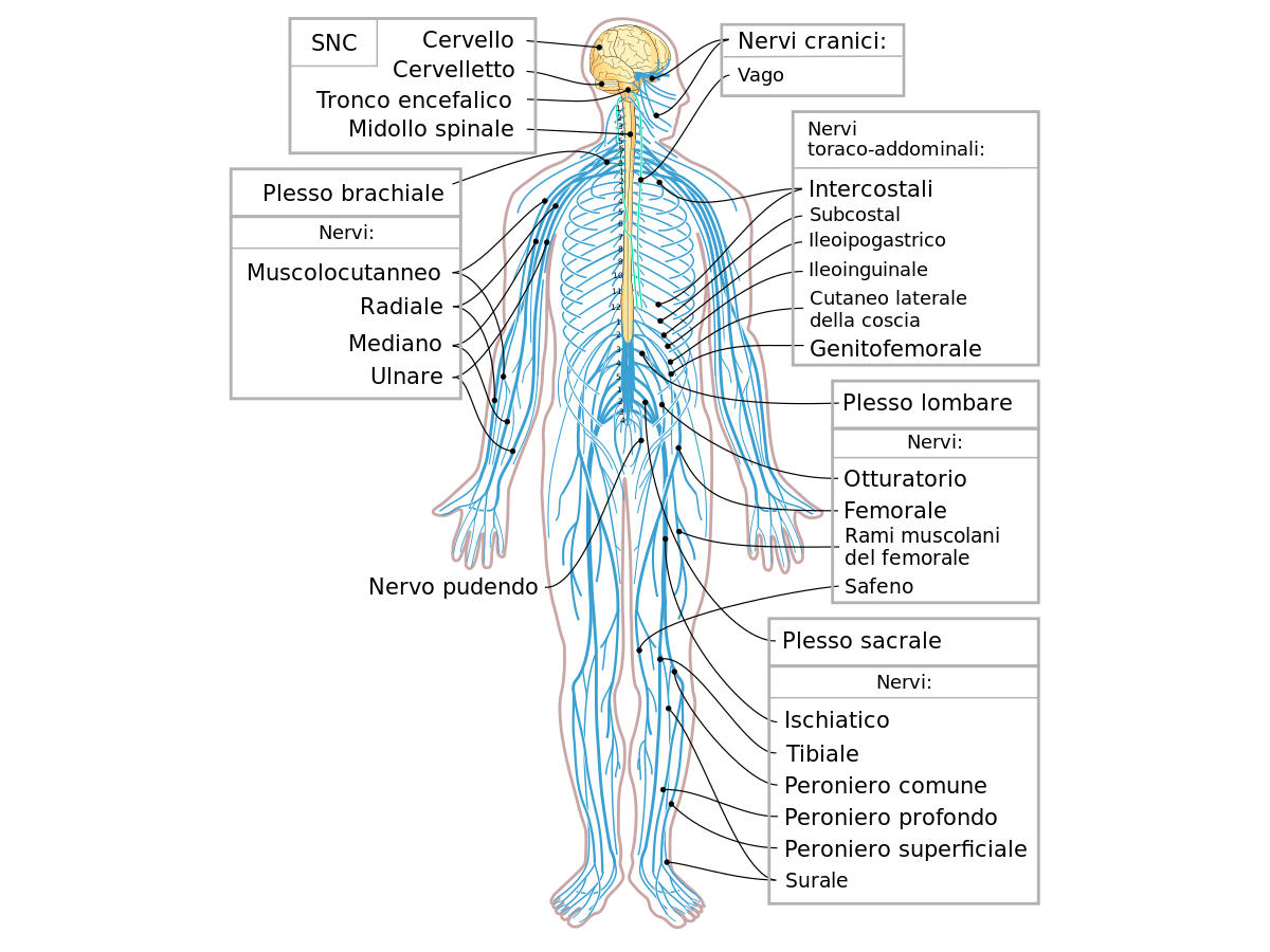 Neuropatia periferica e/o diabetica: sintomi, cause e cura