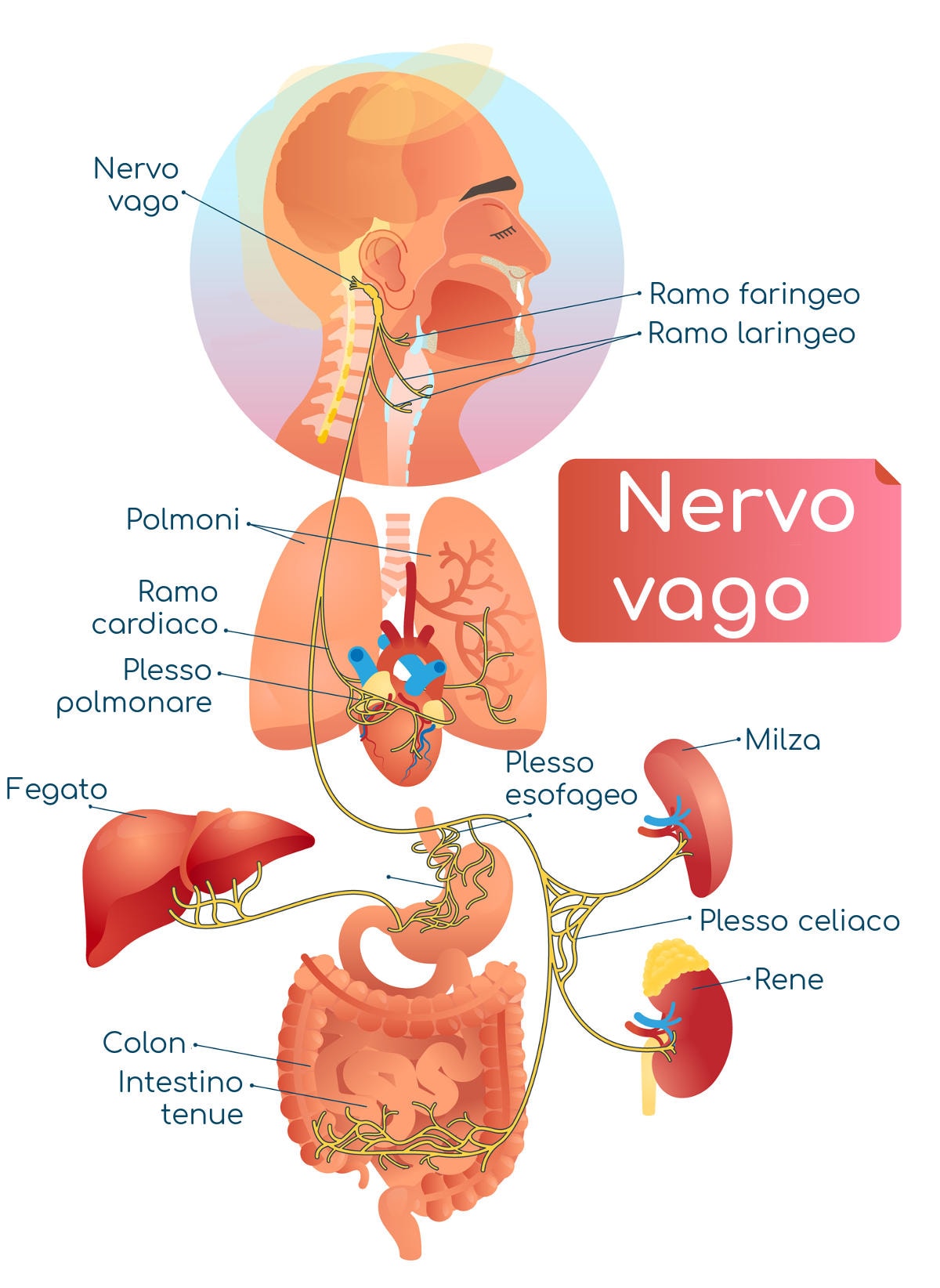 Nervo vago: sintomi di infiammazione e crisi vaso-vagale