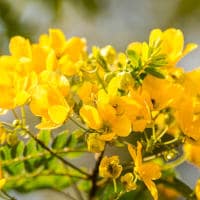 Senna (pianta) come lassativo: uso e controindicazioni