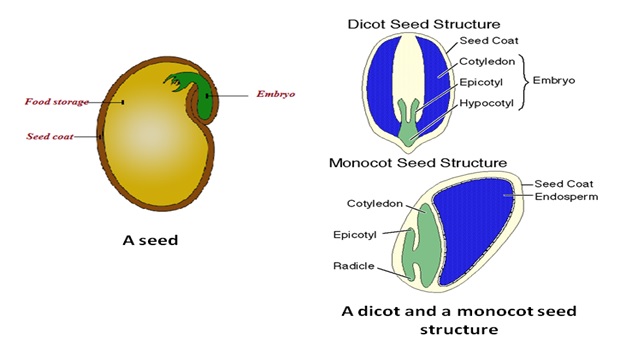 [DIAGRAM] Jackfruit Seeds Structure Diagram - MYDIAGRAM.ONLINE