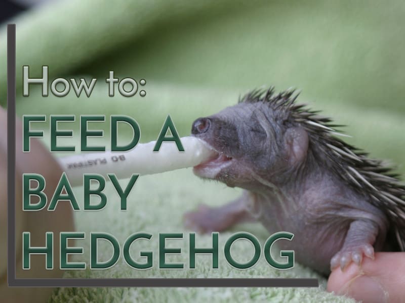 How To Feed A Baby Hedgehog Heavenly Hedgies