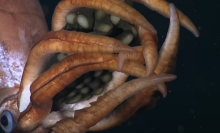 A recently discovered species of deep-sea squid protecting a brood of unusually large eggs. 