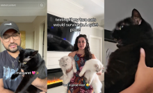 Screenshots of TikTok showing a trend for cats in A Quiet Place Day One