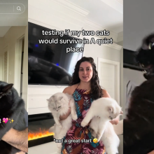 Screenshots of TikTok showing a trend for cats in A Quiet Place Day One