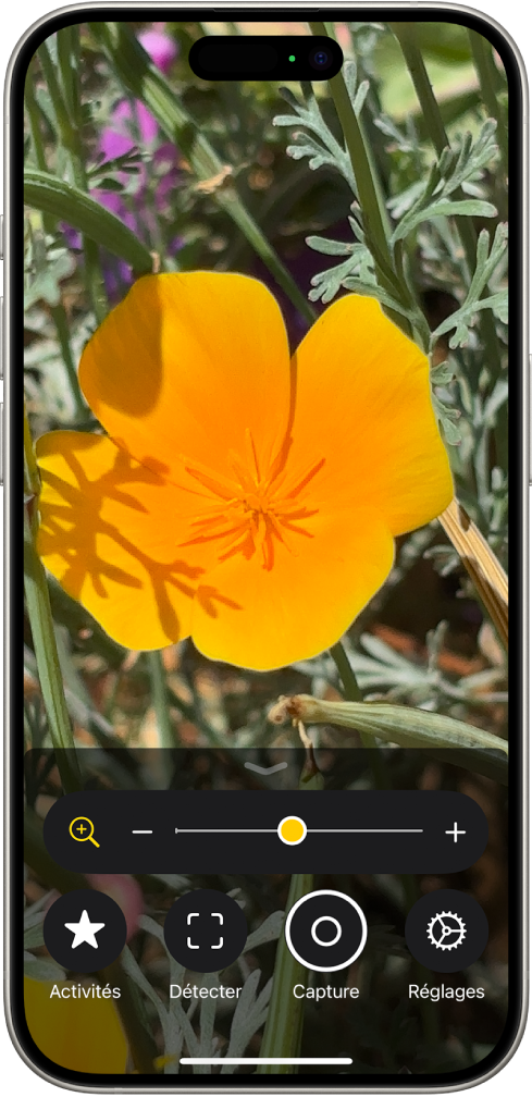 L’app Loupe affichant une fleur en gros plan.