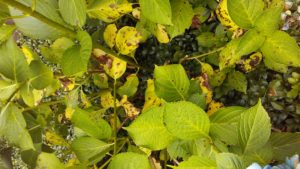 bacterial leaf spot on hydrangea