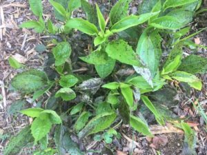 bacterial leaf spot on Black Eyed Susan