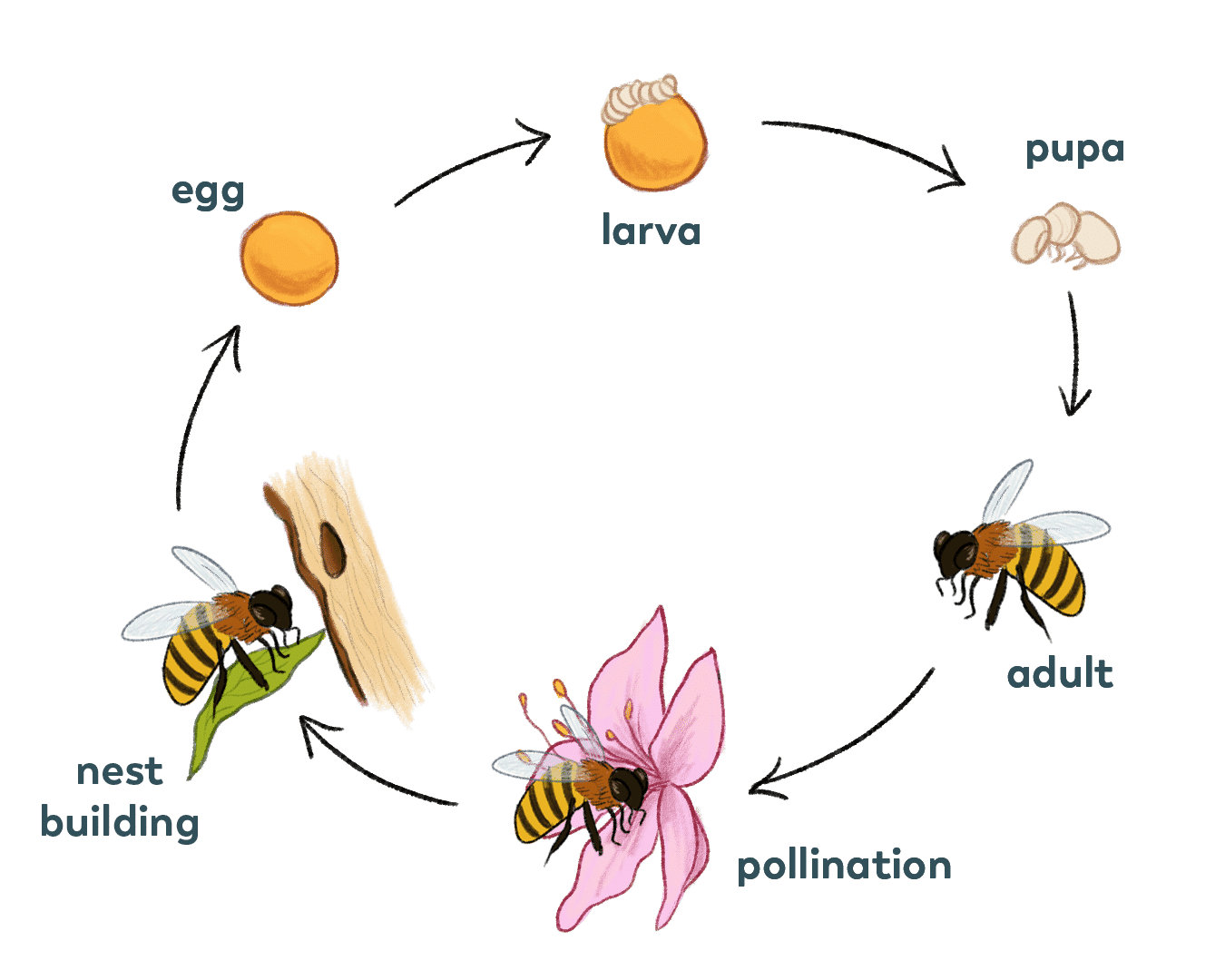 Bee Pollination Process Diagram Fertilization In Plants For