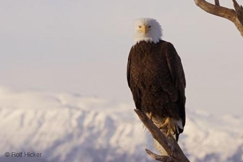 Winter Landscape Bald Eagle Image | Photo, Information