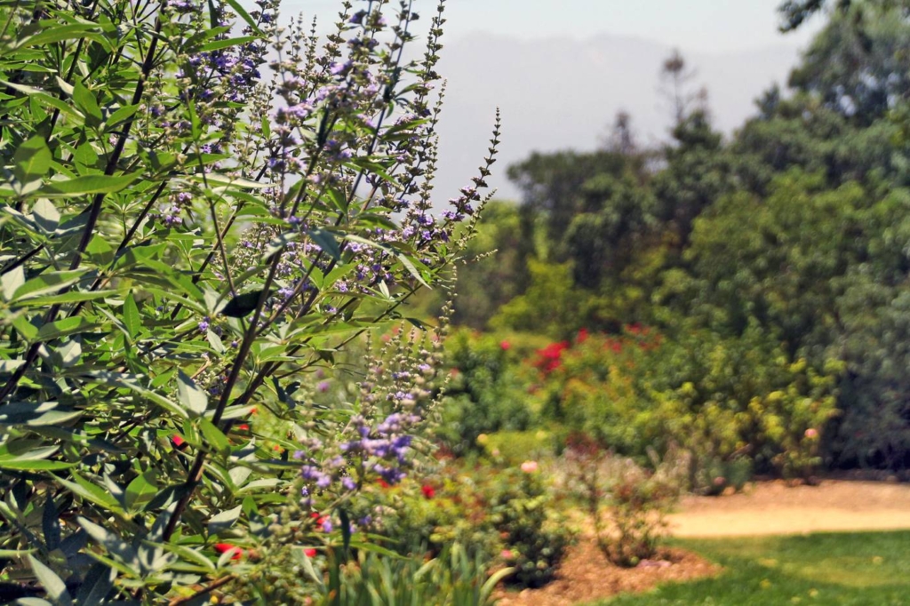 Visit the beautiful Descanso Gardens in Flintridge, Los Angeles