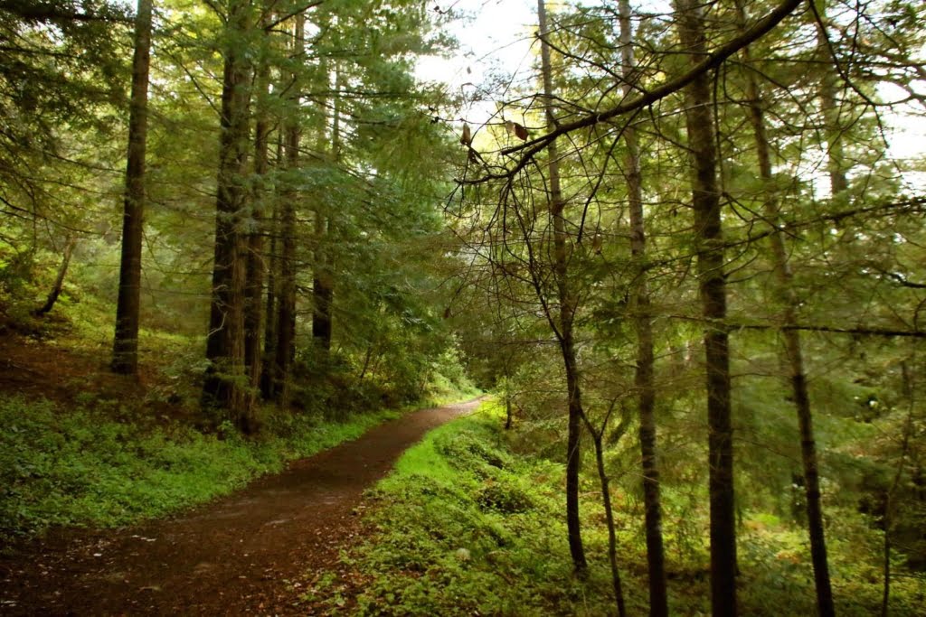 Hike the amongst the lush Santa Cruz redwoods in the Byrne-Milliron Forest. We saw newts and a ton of banana slugs during our hike!