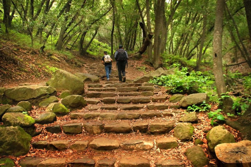 Nojoqui Falls trail is a quick hike to an 80 ft. waterfall at Nojoqui Park in Santa Barbara. Step into a surprisingly thick forest for quite a treat!