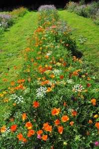 and another by yours truly...these beds were sown up by @10minutegardener...haven't they done well! :) #Champion