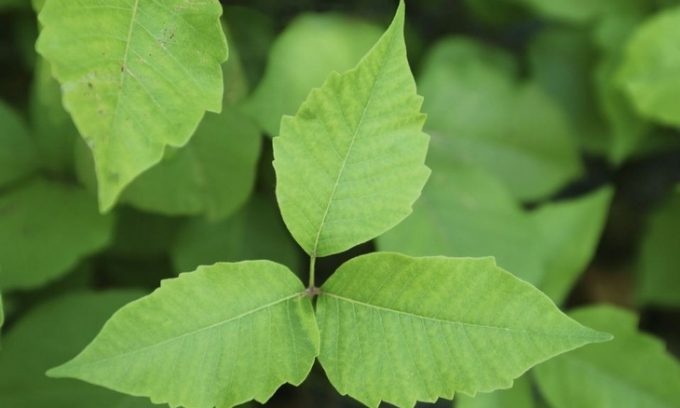 How Long Until Poison Ivy Rash Appears: All Detectable Symptoms ...