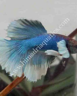 Betta fish/ fighter fish- Male