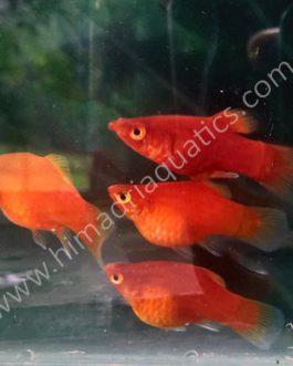 Baloon platy pair