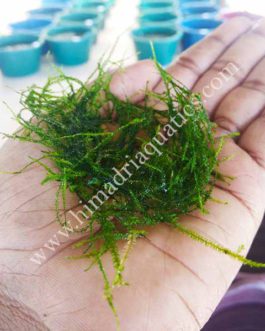 Vesicularia Dubyana Java Moss (small pouch)