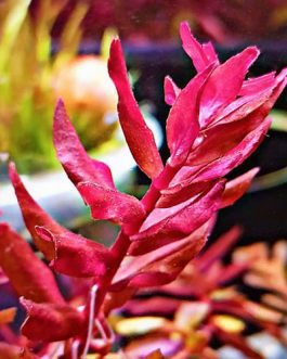 Rotala sp Yarabje (6 stems)