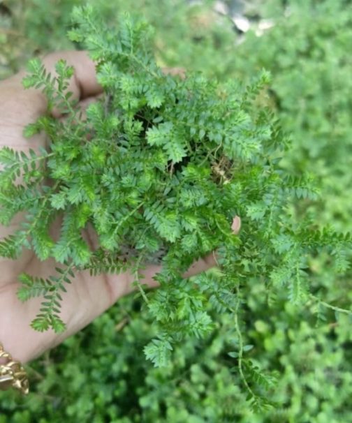 Green Club Moss (clump)