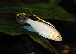 Albino kribensis ( 4 pcs)