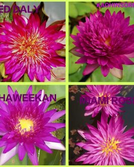 Tropical waterlily flower plant combo ( 4 plants)