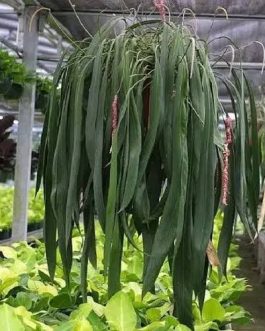 Anthurium Vittarifolium (small jiffy sized plant)