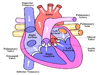 CARDIOVASCULAR SYSTEM | Blog | Himalayan Yoga Academy | Nepal | Yoga ...