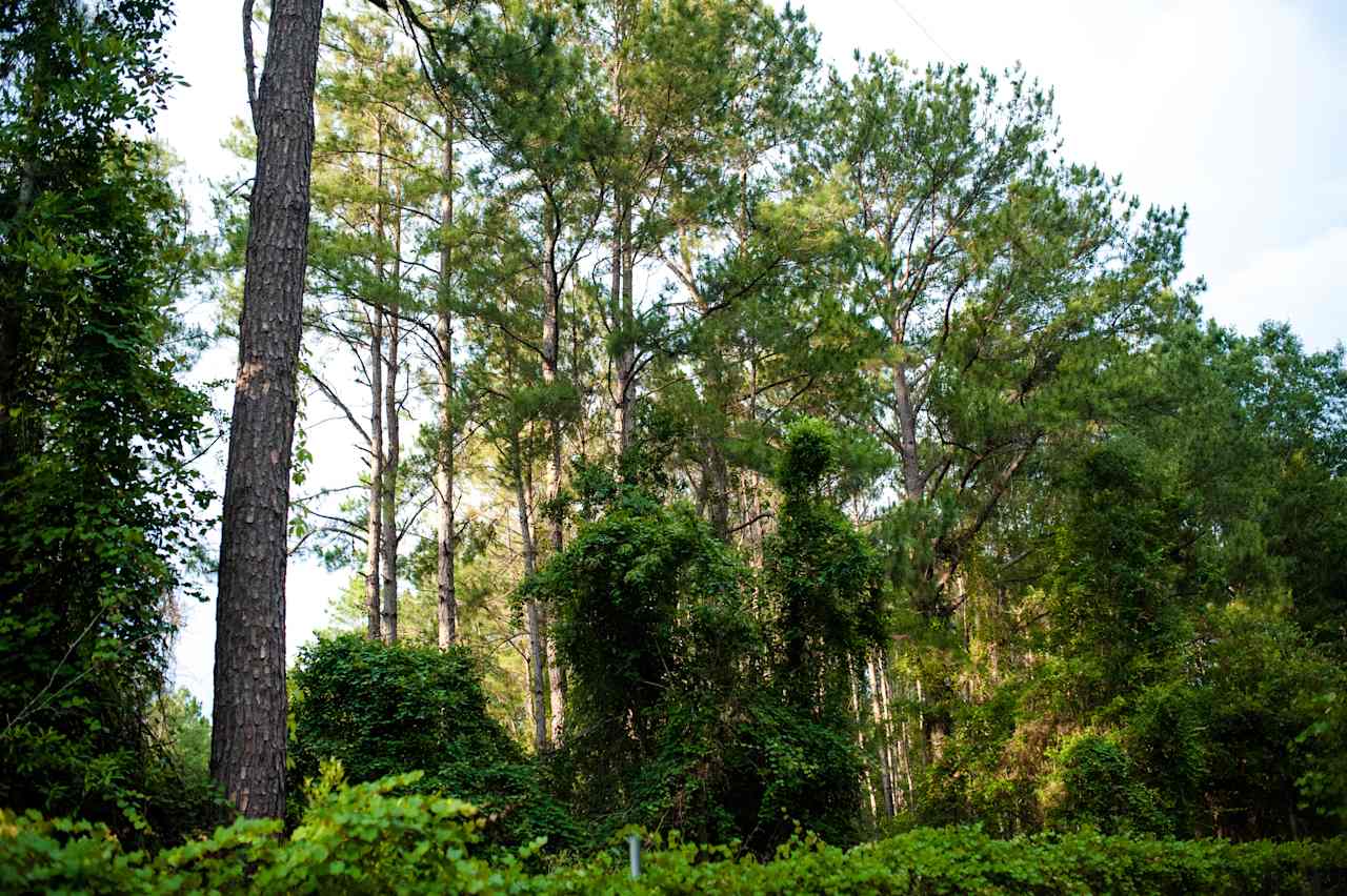 The fairytale forest surrounding your cottage. 