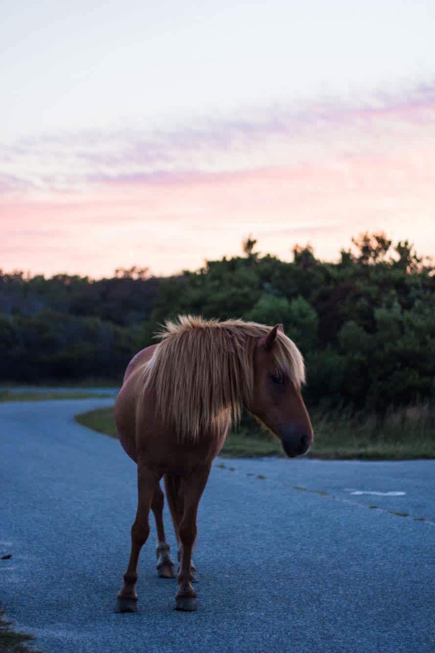 the horses come right up to your tent site and often