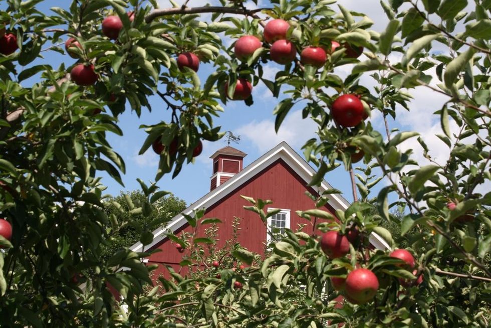 Fruit tree, Woody plant, Produce, Fruit, Superfruit, Whole food, Natural foods, Malus, Sphere, Acerola family, 