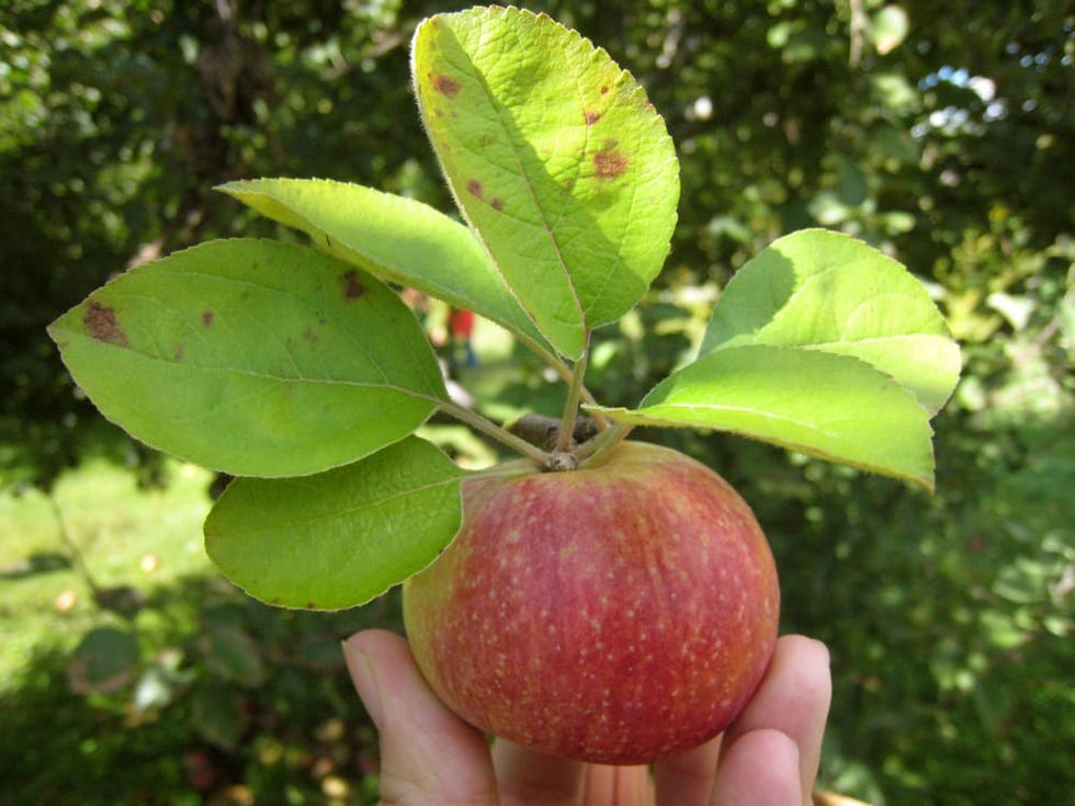 Finger, Green, Leaf, Fruit, Produce, Woody plant, Natural foods, Terrestrial plant, Apple, Mcintosh, 