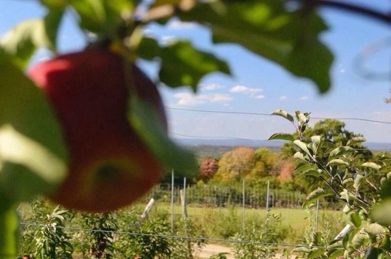 apple picking