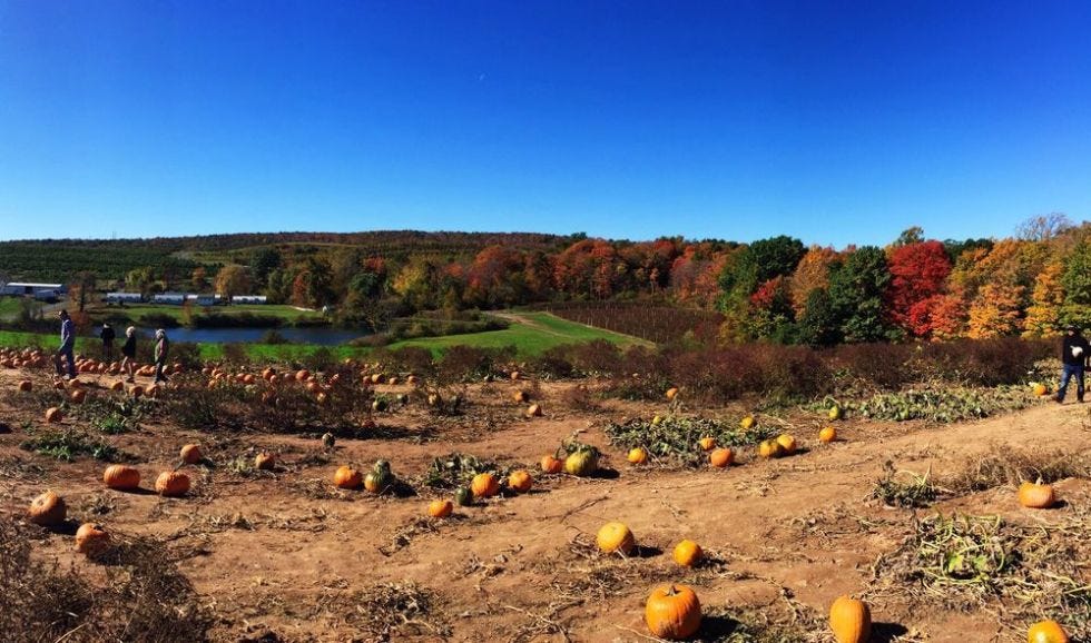 Natural landscape, Plant community, Leaf, Soil, Land lot, Rural area, Calabaza, Squash, Pumpkin, Winter squash, 