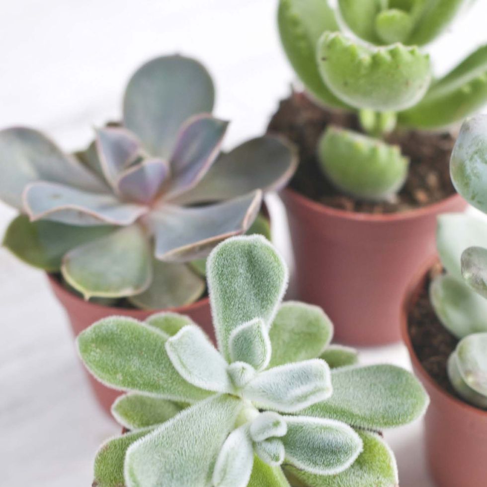 succulent plants