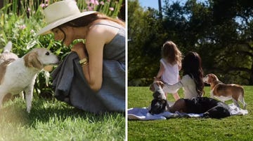 interaction between a person and dogs in a garden setting