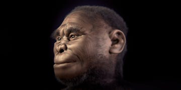 homo floresiensis