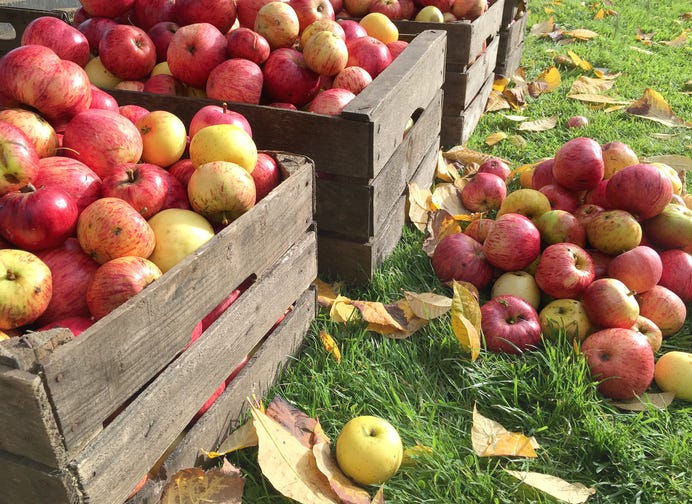 preview for After You Go Apple Picking, You MUST Make Apple Cider Donuts