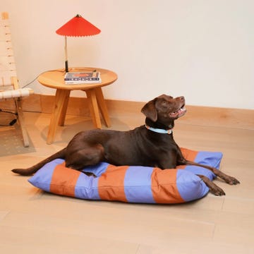 a dog lying on a blanket