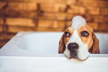 amazon finds to clean dog