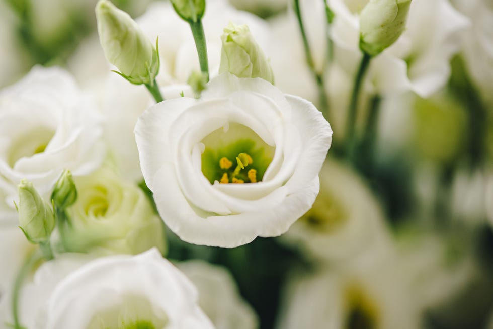 green flowers lisianthus