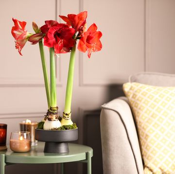 beautiful red amaryllis flowers on table in room