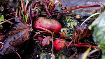 freshly harvested beets among dirt and leaves